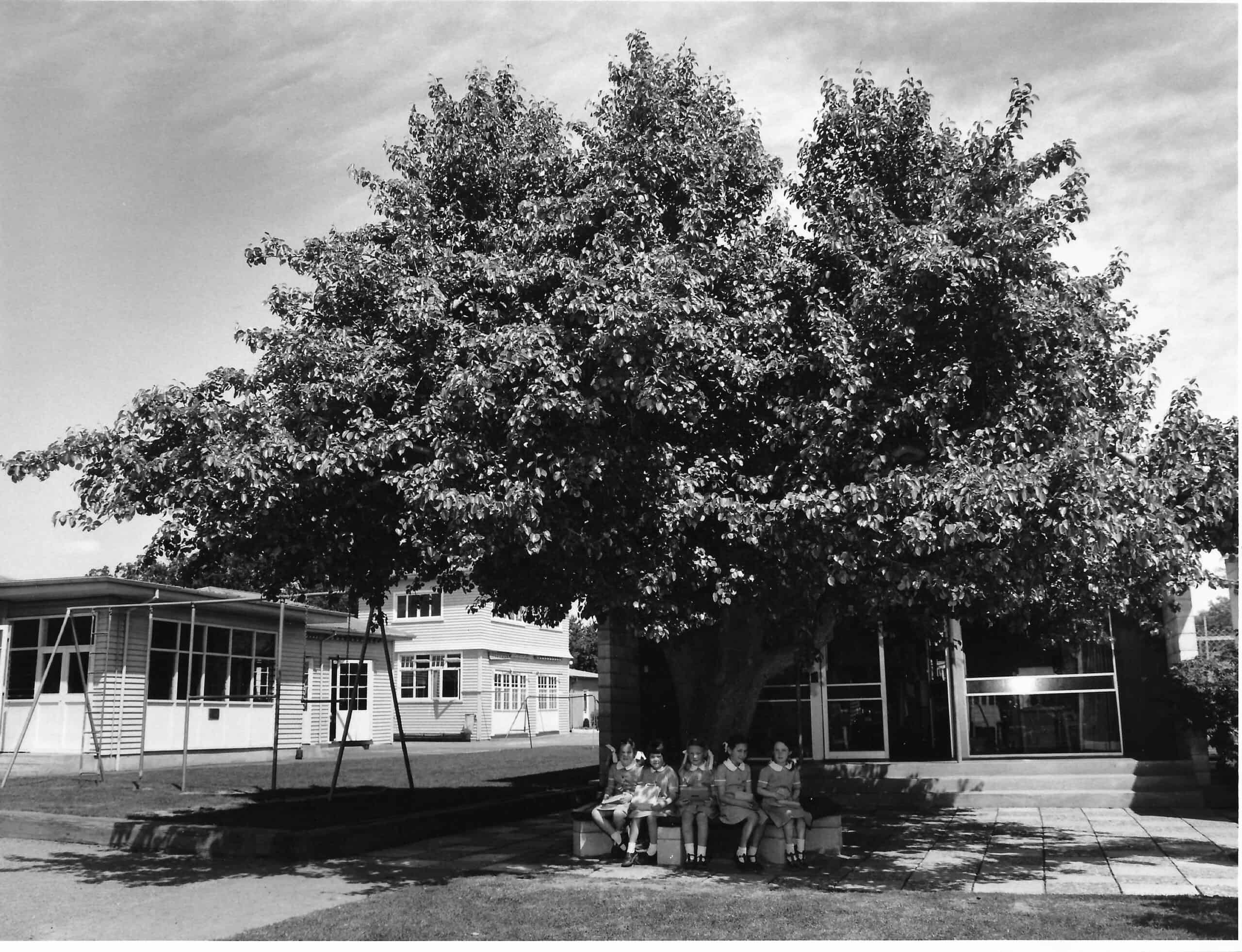 pear tree